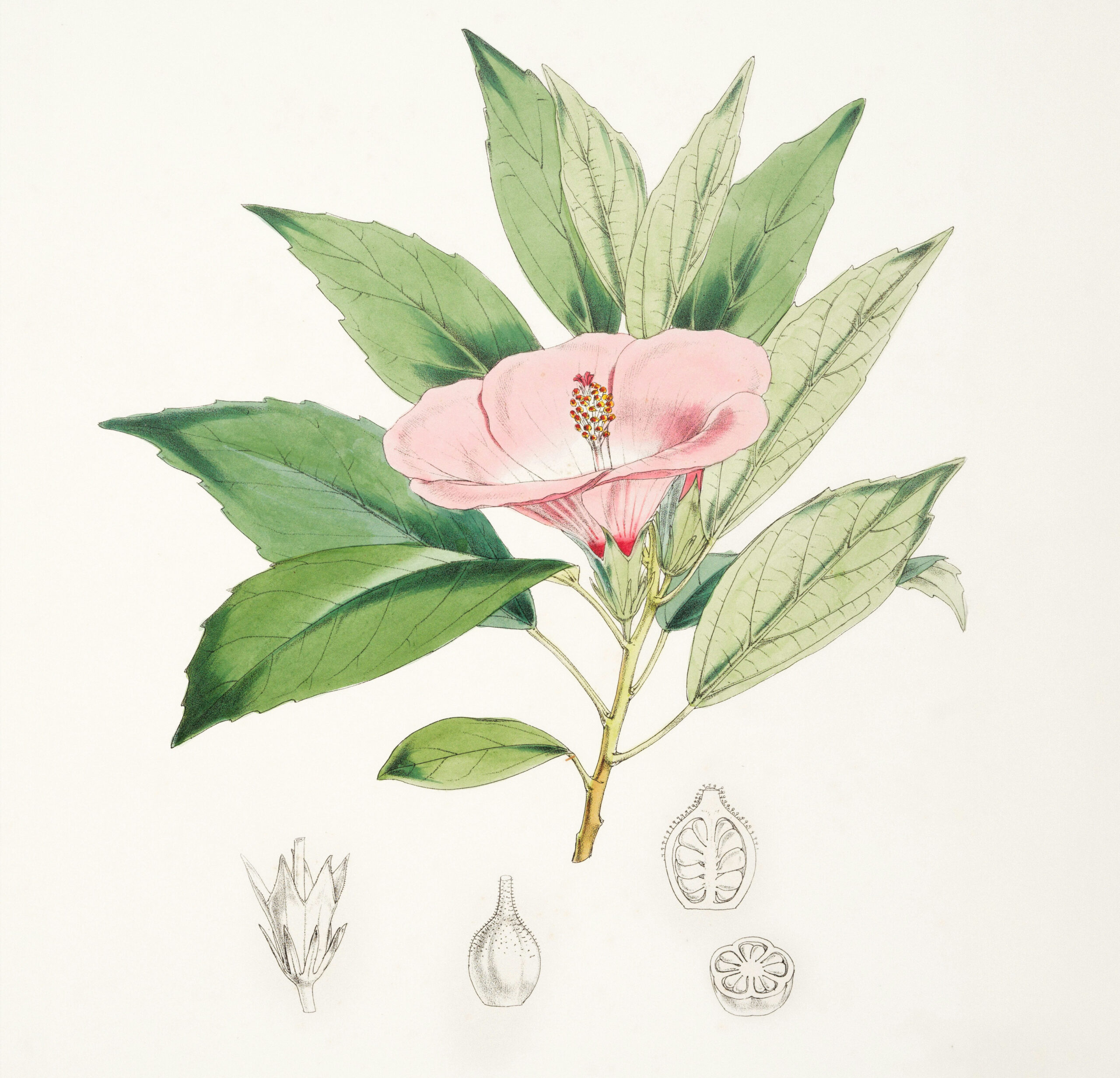 Camellia sinensis