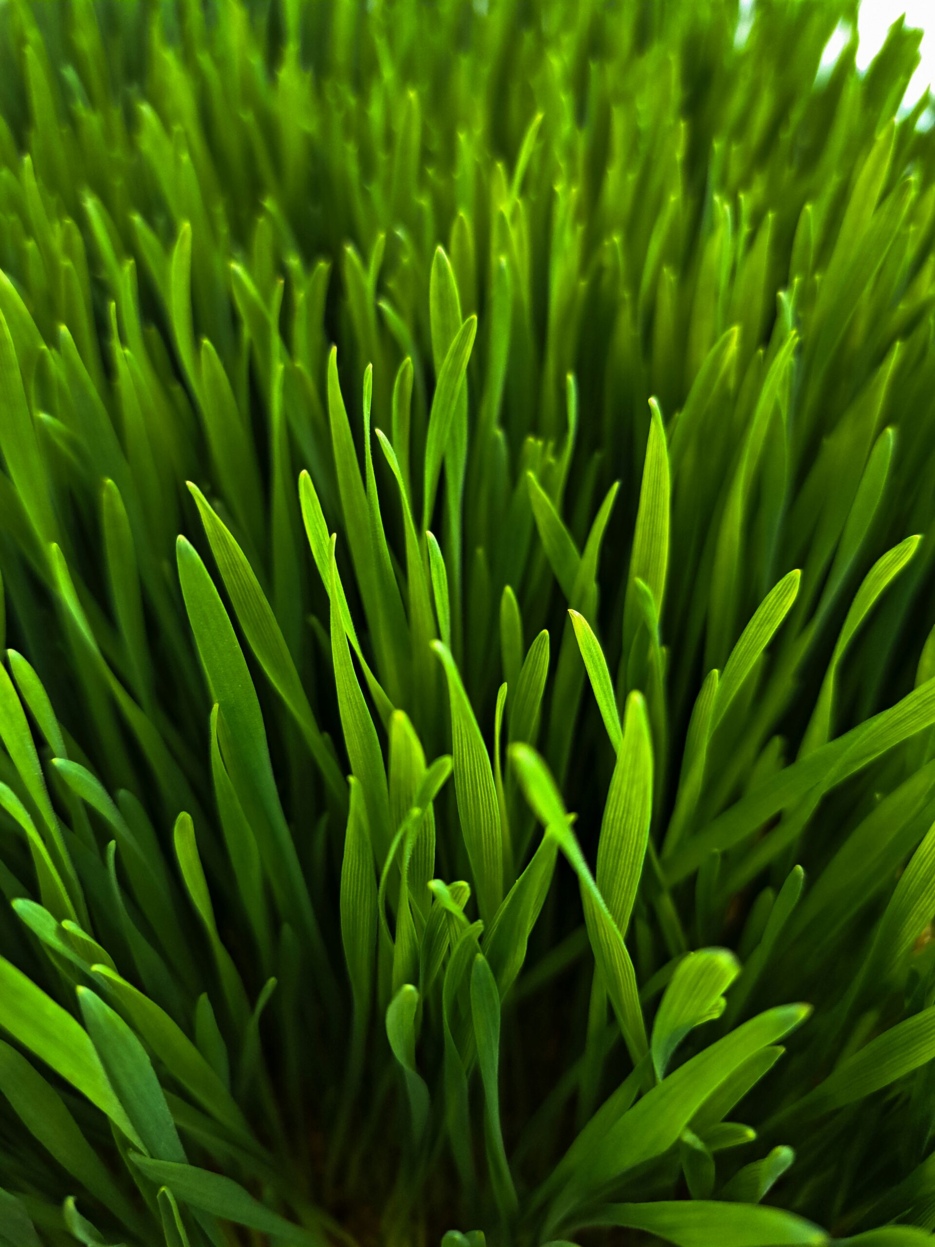 Triticum aestivum