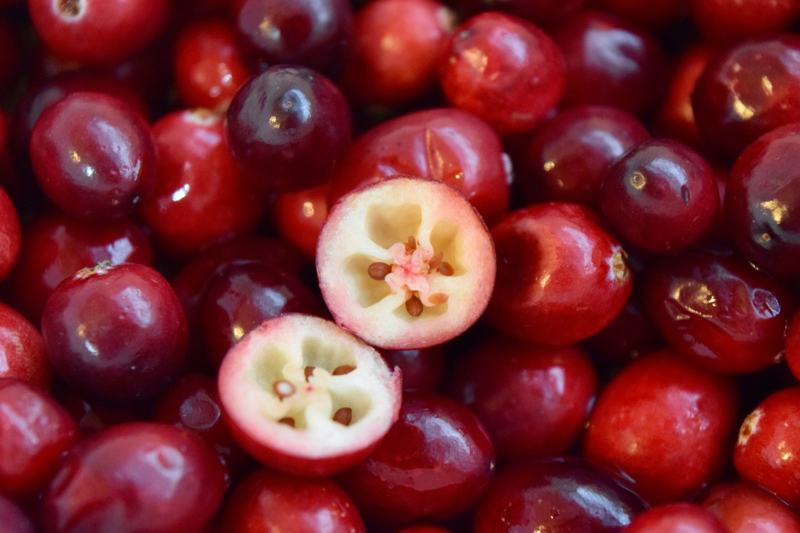 Vaccinium macrocarpon L.