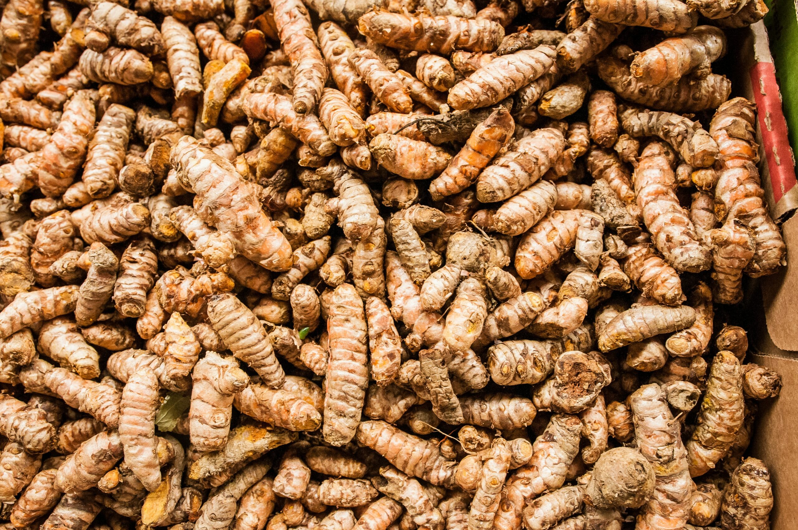 Curcuma longa