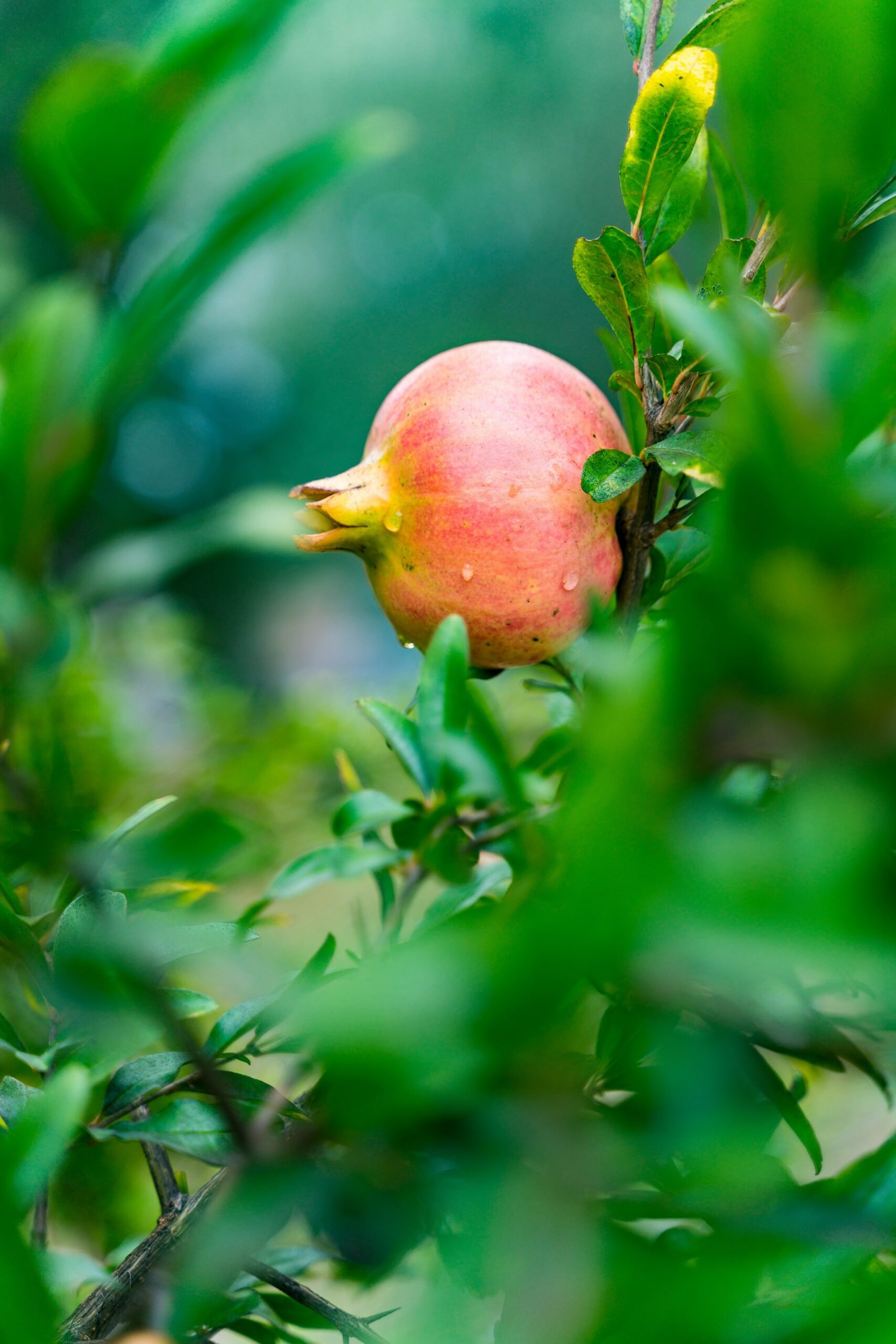 Punica granatum