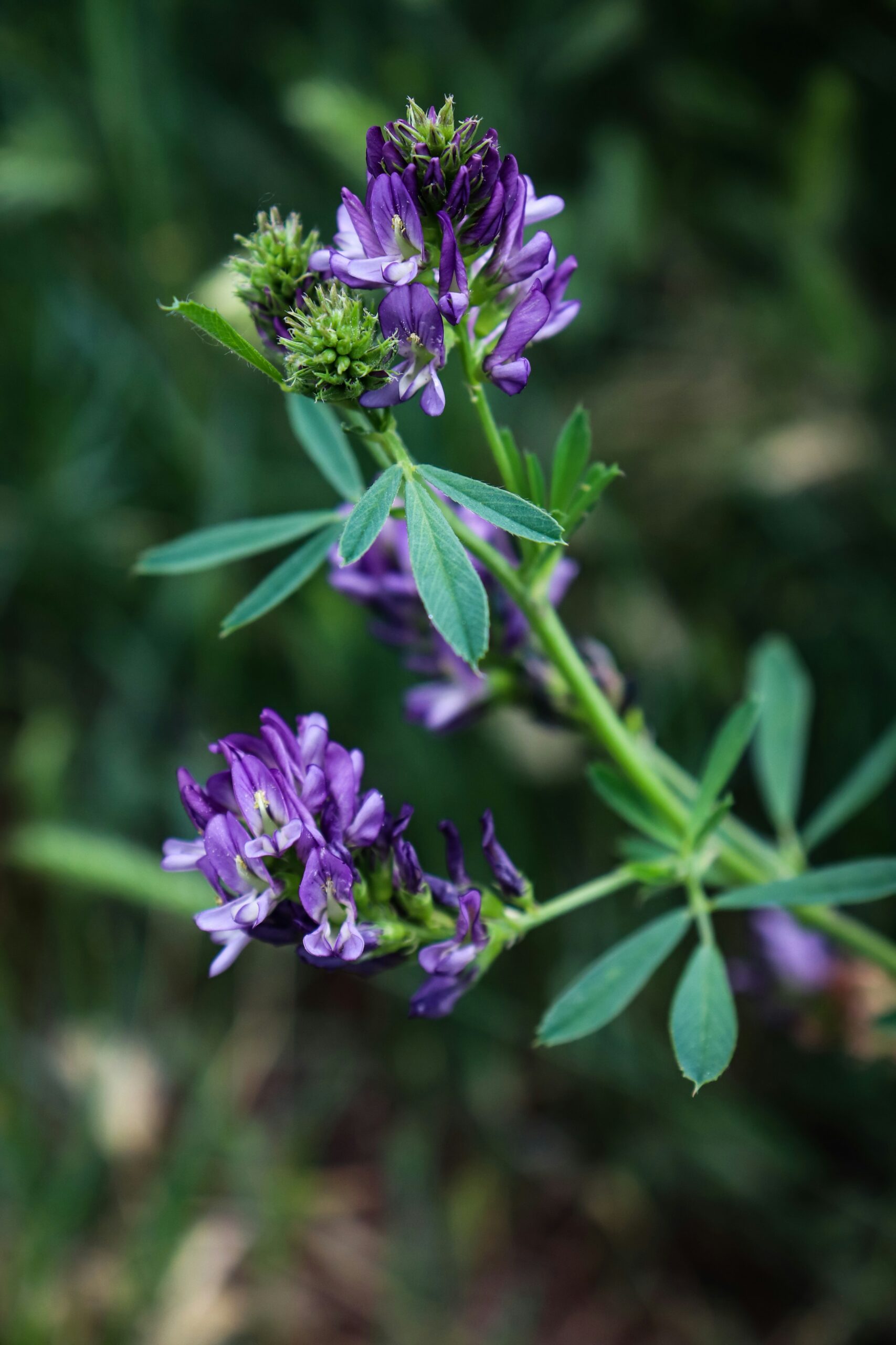 Medicago sativa